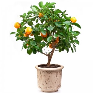 אביה עציץ תפוז ננסי