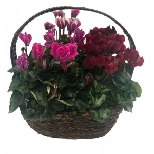 אביה סלסלת רקפות