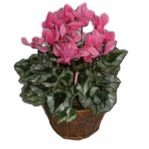 אביה עציץ רקפות