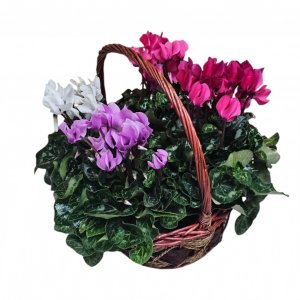 סלסלהת 4 רקפות