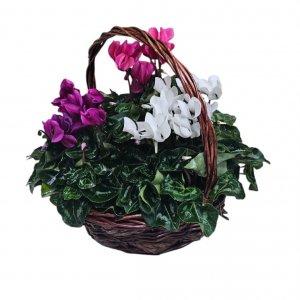 סלסלהת 3 רקפות