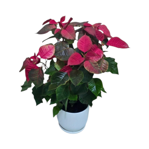 עציצים חלבלוב