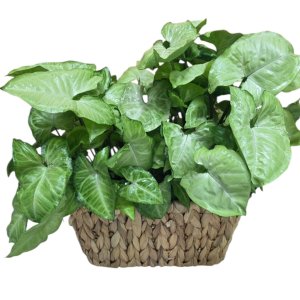 סלסלה  סינגוניום לבן