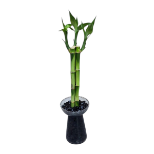 במבוק בלי זכוכית חילוקי נחל