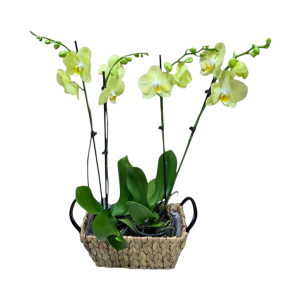 סלסלה סחלבים צהוב 4 ענפים