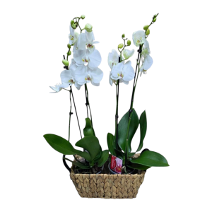 סלסלה סחלבים לבם 4ענפים