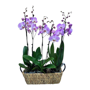 סלסלה סחלבים ורוד 6 ענפים