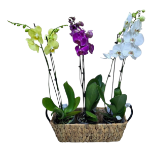 סלסלת סחלבים 6 ענפים