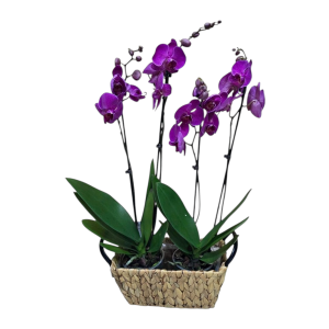 סלסלה סחלבים סגול 4 ענפים