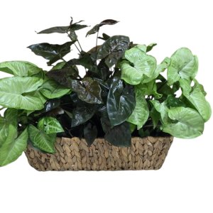 סלסלה סינגוניום לבן אדום