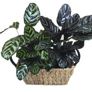 סלסלה קלטאה