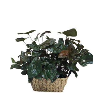 סלסלה  סינגוניום אדום