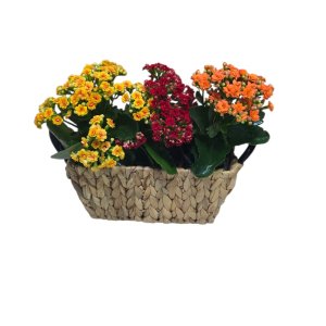 סלסלה ניצניות